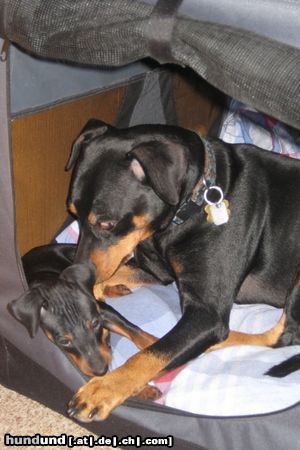 Deutscher Pinscher Mad Max Lucca & Toni v.d. Rheinebene / Na Kleiner mal sehen, ob du auch sauber hinter den Ohren bist.