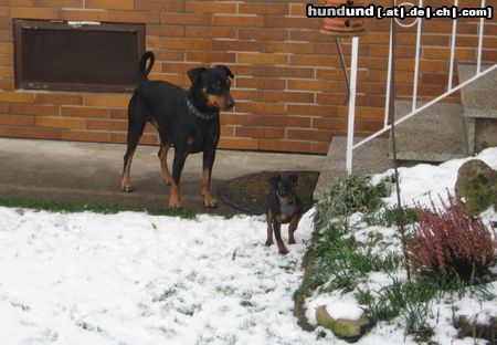 Deutscher Pinscher Mad Max Lucca & Toni v.d. Rheinebene im Dezember 2009