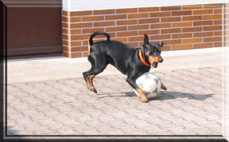 Deutscher Pinscher Lucca unser Fußballstar - Angriff ... und Tor !