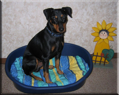 Deutscher Pinscher Lucca's Lieblingsplatz