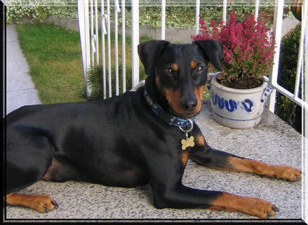 Deutscher Pinscher Lucca mit 18 Monaten