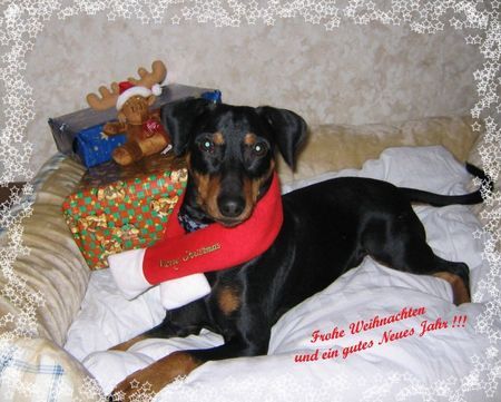 Deutscher Pinscher Lucca wünscht allen Frohe Weihnachten und ein gutes Neues Jahr !!!