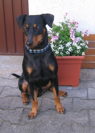 Deutscher Pinscher Mad Max Lucca von der Rheinebene / Hab heute Geburtstag ... bin schon 2 Jahre alt !