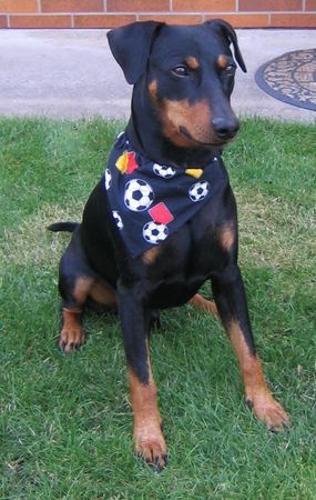 Deutscher Pinscher Mad Max Lucca von der Rheinebene / Na wie gefällt Euch mein neues Outfit - schick oder ?