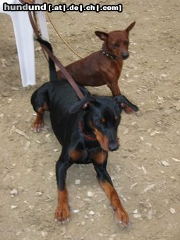 Deutscher Pinscher Tyson und Leroy