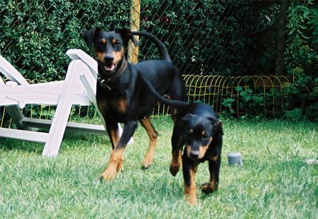 Deutscher Pinscher Haller Deutsche Pinscher (Mama Ophelia ist zu Besuch)