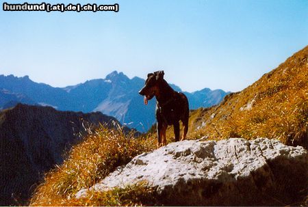 Deutscher Pinscher Dinka von der Hasenburg (Wanderung rund um das Nebelhorn im Oktober 2004)