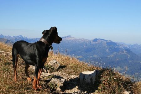 Deutscher Pinscher Ophelia blickt auf den Hohen Ifen und die Gottesäcker (Haller Deutsche Pinscher)