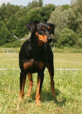 Deutscher Pinscher Duffyco's Ophelia (Haller Deutsche Pinscher)