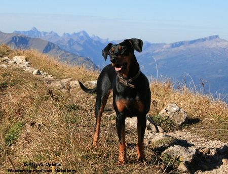 Deutscher Pinscher Ophelia und die Berge (Haller Deutsche Pinscher)