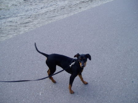 Deutscher Pinscher Brenda am Meer