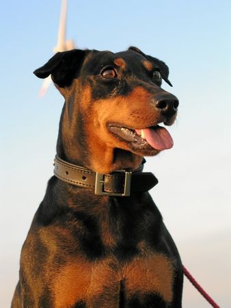 Deutscher Pinscher Ronja vom Cronsbach