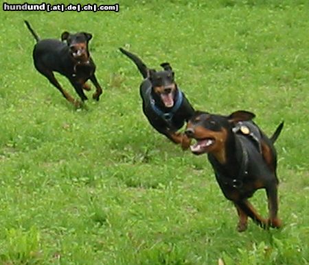 Deutscher Pinscher tyson mit freunde 2