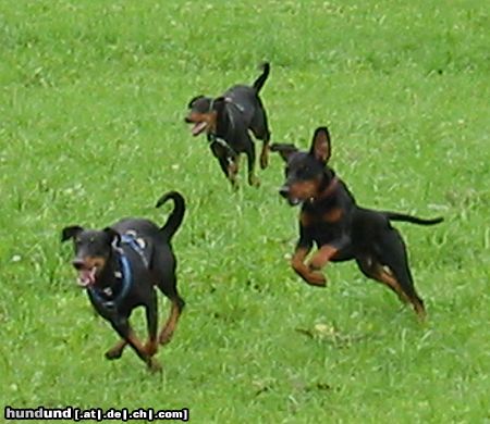 Deutscher Pinscher tyson mit Freunde