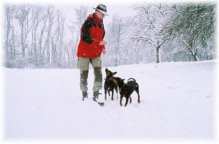 Deutscher Pinscher Schnee-stürmige Zeiten (Haller Deutsche Pinscher)