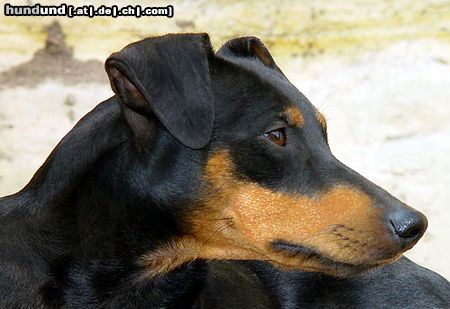 Deutscher Pinscher Shila (Fame vom Dörnle)