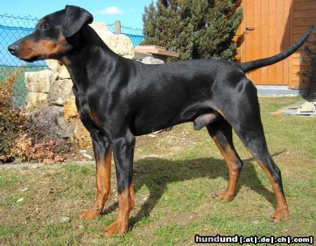 Deutscher Pinscher Haller Barnabas