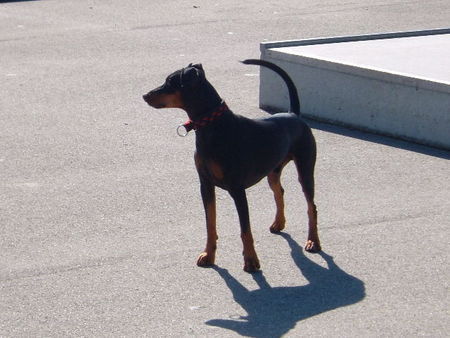 Deutscher Pinscher Tyson von Wachhög