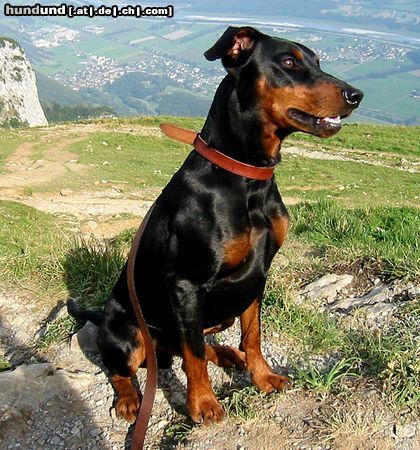 Deutscher Pinscher tyson vom Wachhög