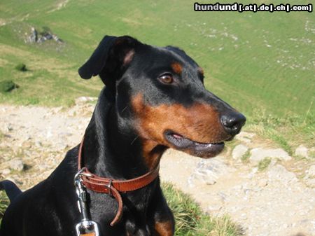 Deutscher Pinscher tyson vom Wachhög