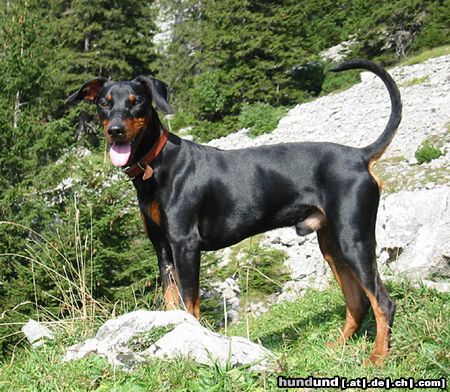 Deutscher Pinscher tyson vom Wachhög