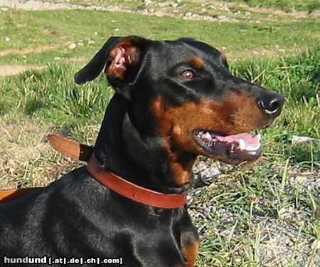 Deutscher Pinscher tyson vom Wachhög