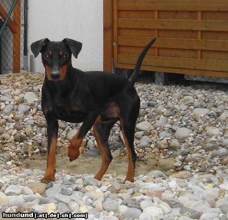 Deutscher Pinscher Haller Barnabas 