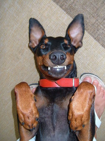 Deutscher Pinscher Tyson als Clown