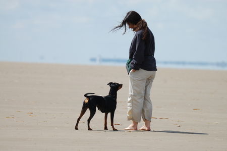 Deutscher Pinscher Kaya - Wir verstehen uns auch ohne Worte