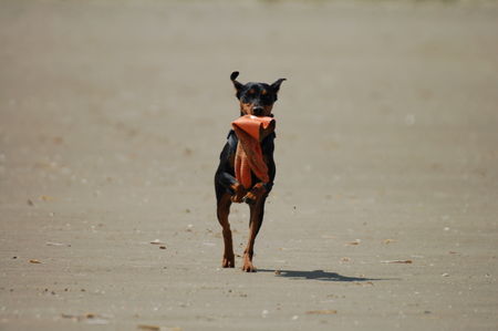 Deutscher Pinscher Kaya - habe was gefunden