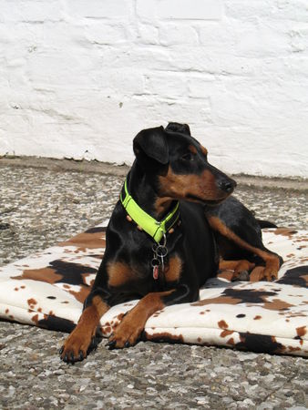 Deutscher Pinscher Kaya 