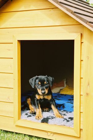 Deutscher Pinscher WelpenFrühlingsResidenz (Haller Deutsche Pinscher)