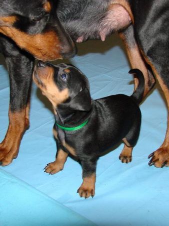 Deutscher Pinscher Wir haben Welpen!