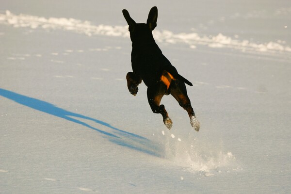 Deutscher Pinscher DP Haller Aaron im Schnee - nur fliegen ist schöner.