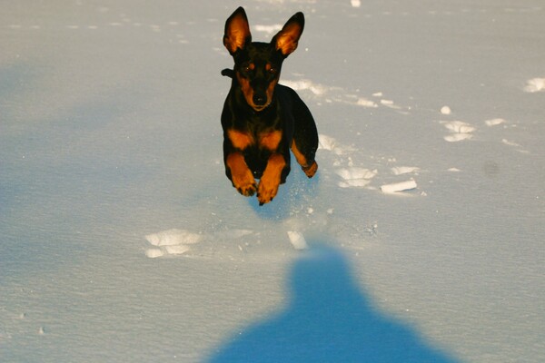 Deutscher Pinscher DP Haller Aaron im Schnee - nur fliegen ist schöner.