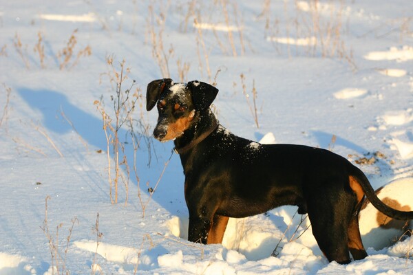 Deutscher Pinscher, Mittelschlagpinscher Foto 47844 - hundund.de