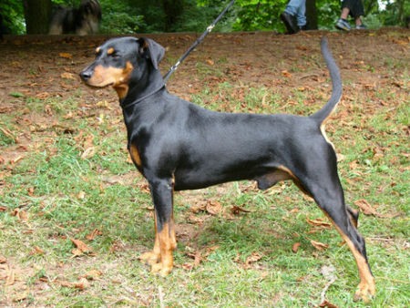 Deutscher Pinscher