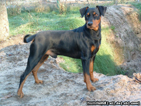 Deutscher Pinscher Eyk vom Klosterfels