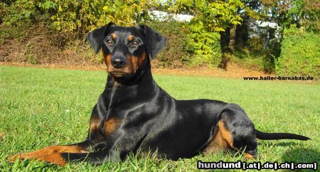 Deutscher Pinscher Haller Barnabas