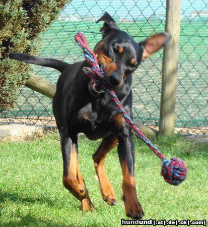 Deutscher Pinscher Haller Barnabas