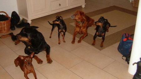 Deutscher Pinscher Tyson und Freunde