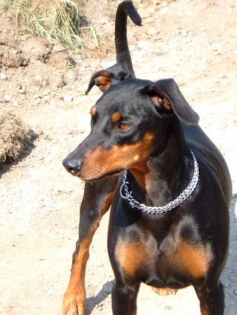 Deutscher Pinscher Tyson von Wachhög