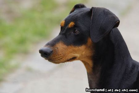 Deutscher Pinscher aufgenommen auf der Dortmunder Hundeausstellung Mai 2009