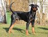 Deutscher Pinscher Hund