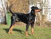 Deutscher Pinscher Hund