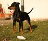 Deutscher Pinscher Hund