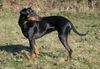 Deutscher Pinscher Hund