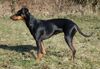 Deutscher Pinscher Hund