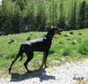 Deutscher Pinscher Hund