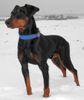 Deutscher Pinscher Hund